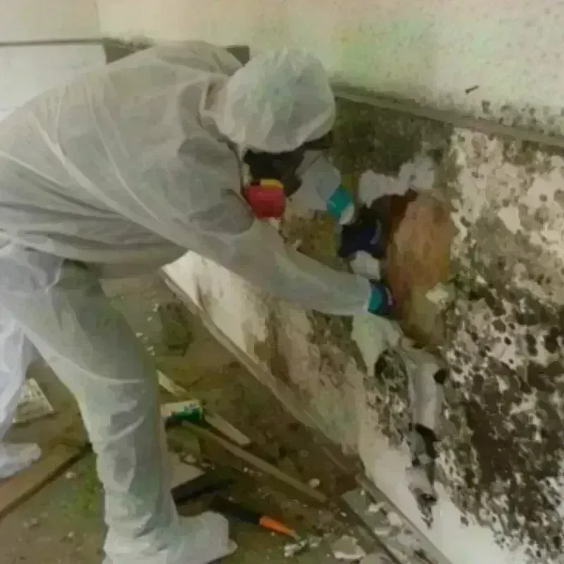 Best Mold Remediation and Removal Service in Rancho San Diego, CA